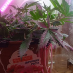six-shooter-auto-fem-fastbuds.jpg