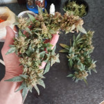 indica-auto-mix-fem-Semyanich.jpg