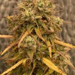 critical-kush-auto-critical-rapido-auto-fem-barneys-farm.jpg