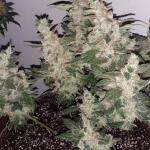 blueberry-cheese-auto-blue-cheese-auto-fem-barneys-farm.jpg