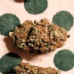 orange-sherbet-ff-fem-fastbuds.jpg