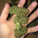 blueberry-cheese-auto-blue-cheese-auto-fem-barneys-farm.jpg