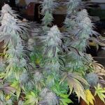 purple-punch-fem-barneys-farm.jpg