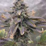 vanilla-frosting-fem-humboldt-seed-company.jpg