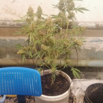 y-griega-cbd-fem-medical-seeds.jpg