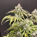 medusa-f1-auto-fem-rqs.jpg