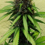 papaya-zoap-auto-fem-sweet-seeds.jpg