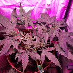 -speed-auto-fem-sweet-seeds.jpg