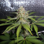 white-widow-auto-fem-vision-seeds.JPG