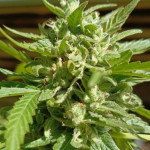auto-anesthesia-fem-pyramid-seeds.jpg