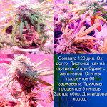 somango-fem-bulk-seed-bank.jpg