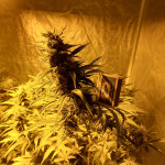 fruit-punch-auto-heavyweight-seeds.jpg