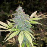 orange-sherbet-ff-fem-fastbuds.jpg
