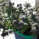 gorilla-glue-4-fem-anesia-seeds.jpg