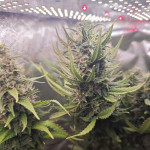 godzilla-cookies-auto-fem-herbies-seeds.jpg