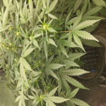 wedding-glue-auto-fem-fastbuds.jpg