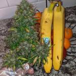 critical-kush-auto-critical-rapido-auto-fem-barneys-farm.jpg