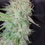 orange-sherbet-ff-fem-fastbuds.jpg