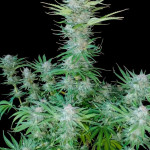 papaya-zoap-f1-fast-version-fem-sweet-seeds.jpg