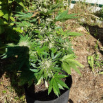 white-widow-original-auto-fem-sumo-seeds.jpg