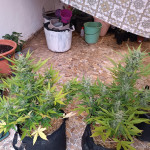 jealousy-z-xl-auto-fem-sweet-seeds.jpg
