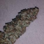peyote-cookies-fem-barneys-farm.jpg