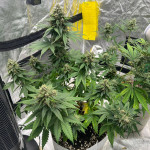 diablo-rojo-xl-auto-fem-sweet-seeds.jpg