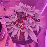 jungle-breath-fem-7ch-american.jpg