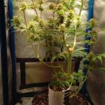purple-juice-auto-fem-herbies-seeds.jpg