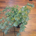 strawberry-og-cookies-r1-fem-ethos-genetics.jpg