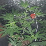 viagrra-vip-seeds.jpg