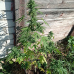 auto-northern-light-fem-victory-seeds.jpg