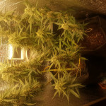 extreme-impact-auto-fem-heavyweight-seeds.jpg