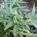 blackberry-auto-fastbuds.jpg