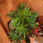 blue-mystic-automatic-fem-nirvana-seeds.jpg