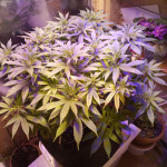 shining-silver-haze-fem-rqs.jpg