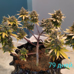 sweet-nurse-auto-cbd-fem-sweet-seeds.jpg