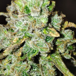 orange-apricot-glue-xl-auto-fem-sweet-seeds.jpg