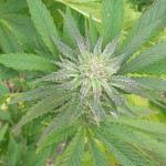 white-widow-fem-victory-seeds.jpg