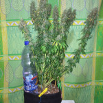 jack-herer-ghs.jpg