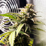 cbd-lemon-auto-fem-herbies-seeds.jpg