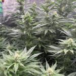 sour-strawberry-fem-barneys-farm.jpg