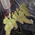 critical-kush-auto-critical-rapido-auto-fem-barneys-farm.jpg