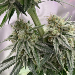 crescendo-rbx1-fem-ethos-genetics.jpg