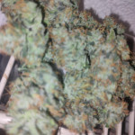 papaya-zoap-auto-fem-sweet-seeds.jpg