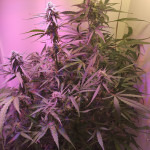 big-devil-xl-auto-sweet-seeds.jpg