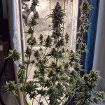 black-muffin-f1-fast-version-fem-sweet-seeds.jpg