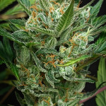 jealousy-z-xl-auto-fem-sweet-seeds.jpg