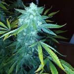 pineapple-express-auto-fem-barneys-farm.jpg