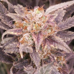 orange-creampop-fem-humboldt-seed-company.jpg